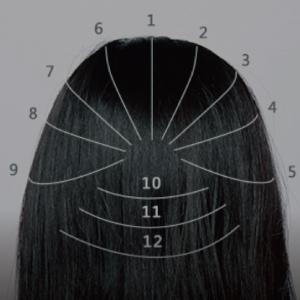 1/約略將頭皮畫分12條等分線。